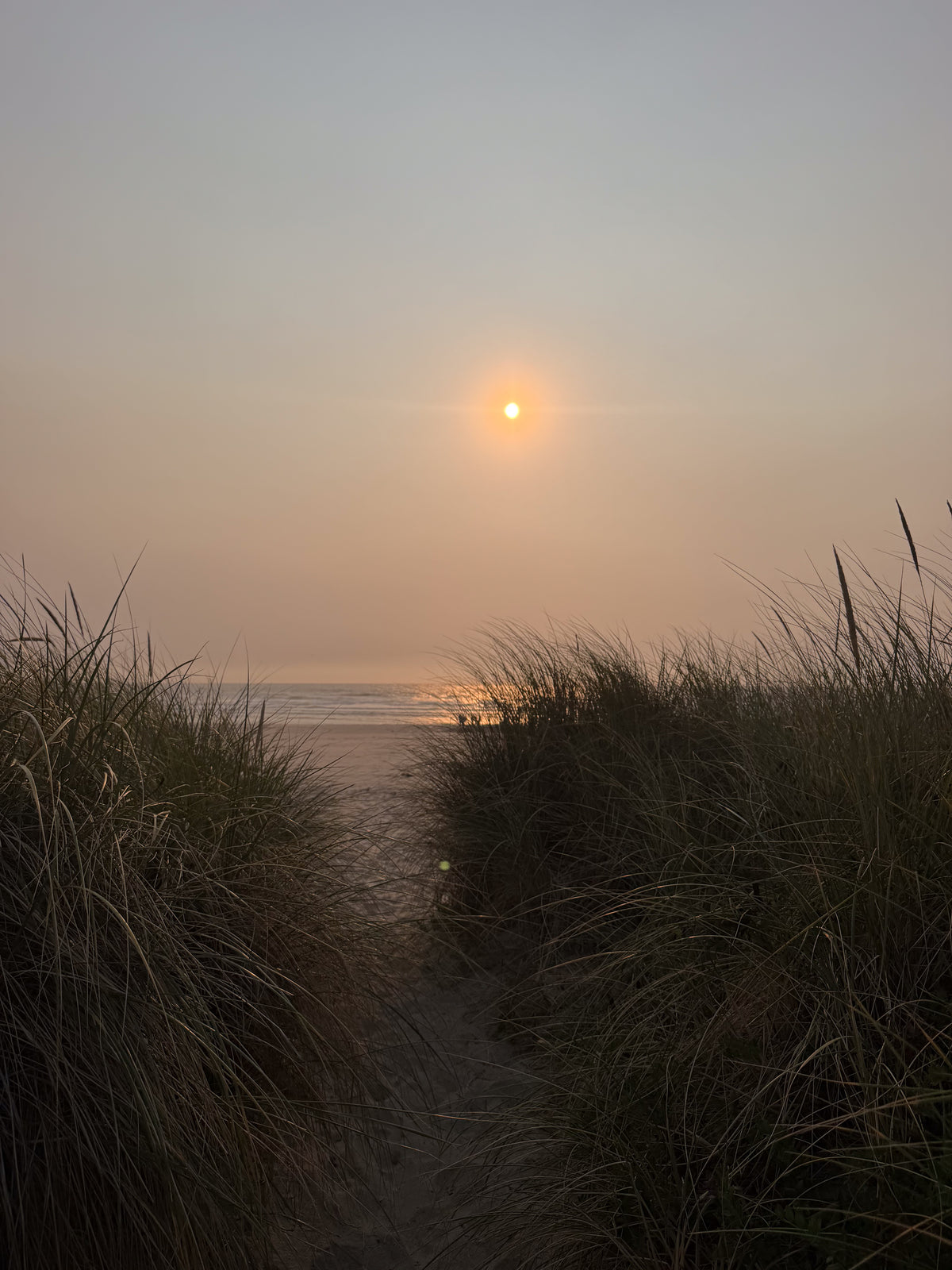 A sandy path through beach grass with the sun low over the ocean.