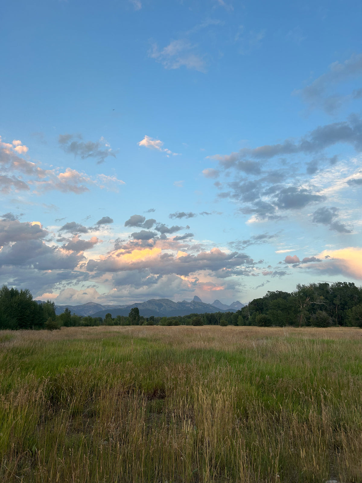 Open field of dry grass at dusk with mountains on the horizon and a soft cloudy sky.