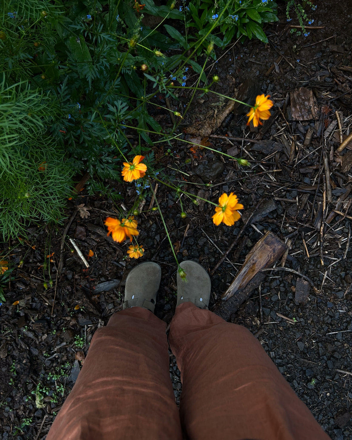 Looking down at brown corduroy pants and grey clogs beside orange cosmos flowers in the dirt.