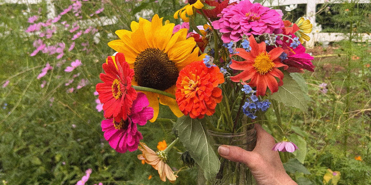 A hand holding a gathered bunch of zinnias, a sunflower and wildflowers.